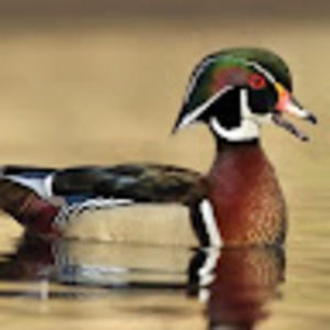 Meet your Posher, Benjamin